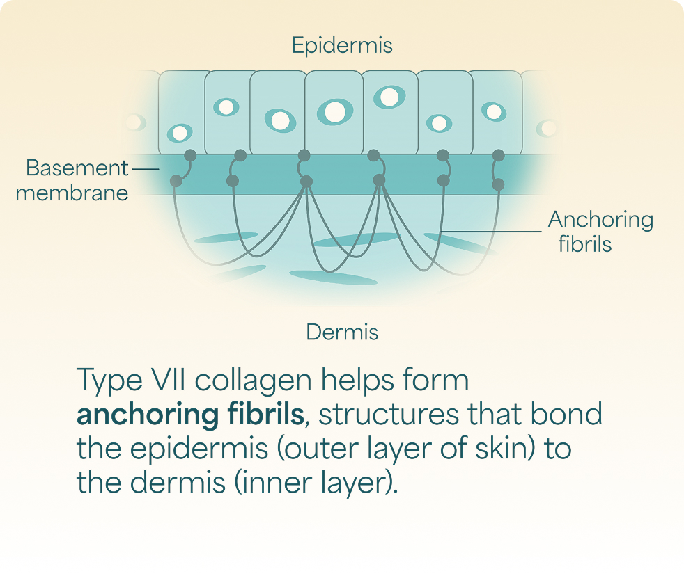 Healthy skin diagram