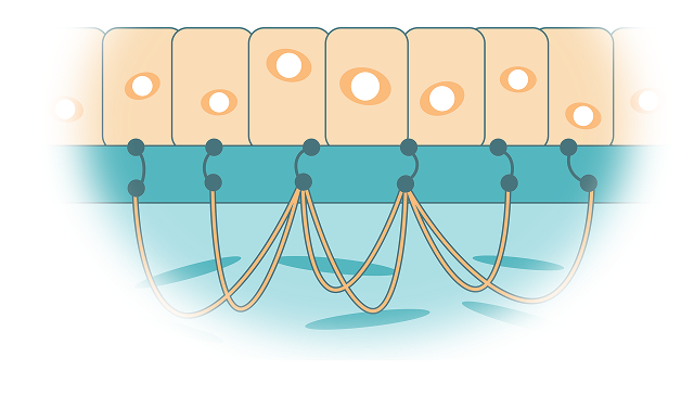 anchoring_fibrils_mobile How ZEVASKYN works on skin diagram